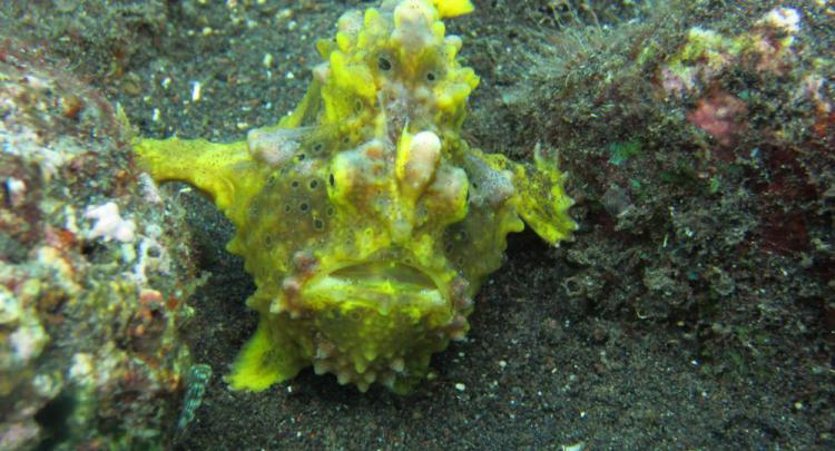 Frogfish @ Amed