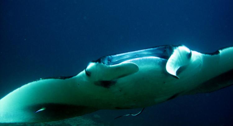 Manta Ray @ Manta Point