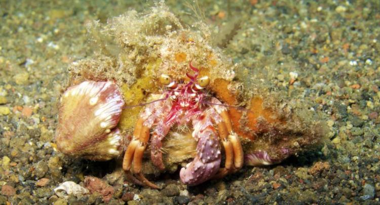 Hermit Crab @ Melasti - Amed