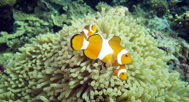 Clownfish @ Menjangan Island